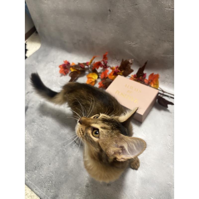 販売中の京都府のソマリ-127237の7枚目