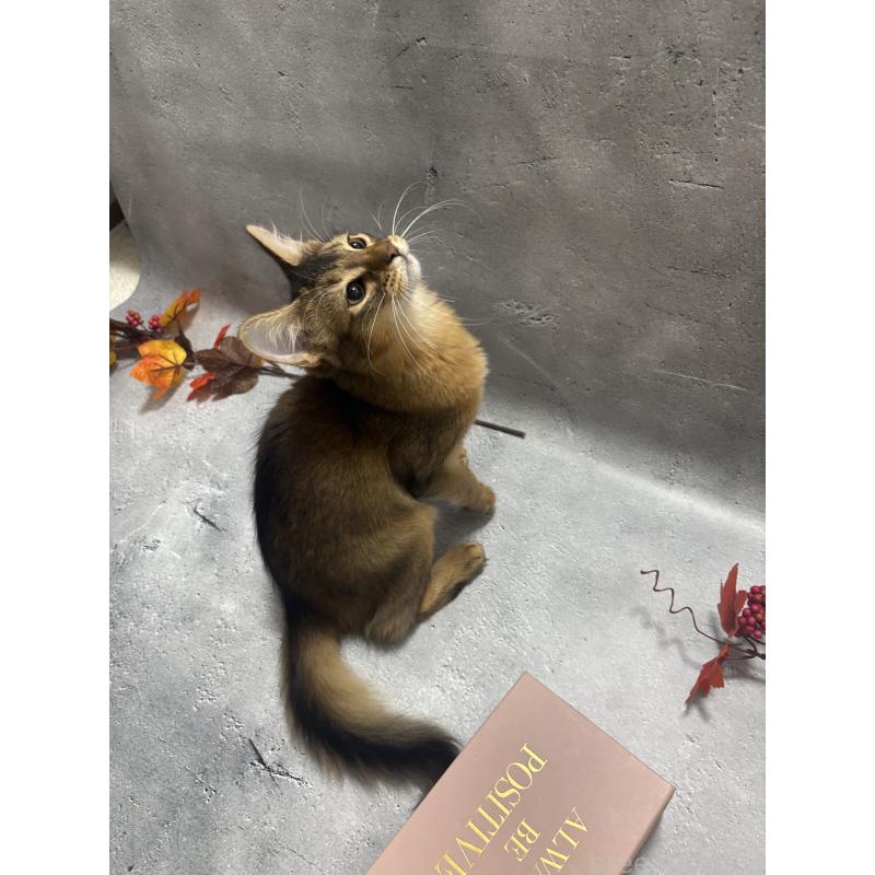 販売中の京都府のソマリ-127237の6枚目