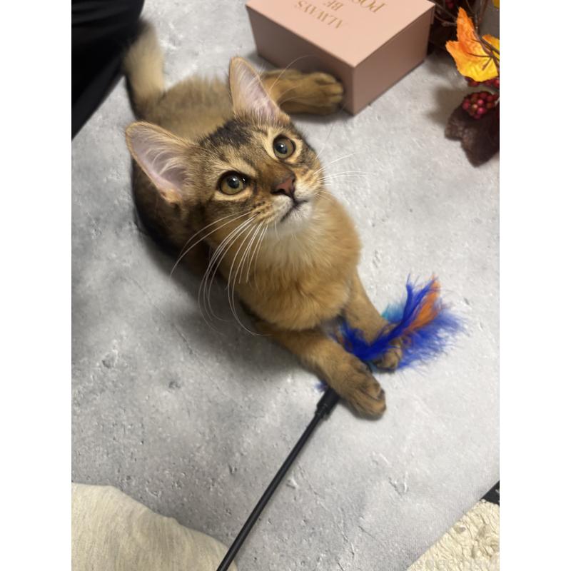 販売中の京都府のソマリ-127237の5枚目