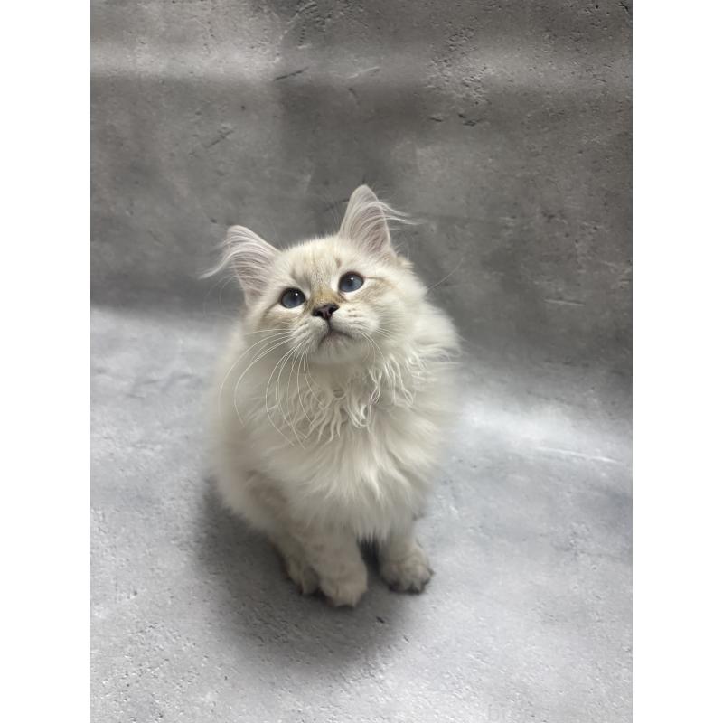 販売中の京都府のサイベリアン-128761の4枚目