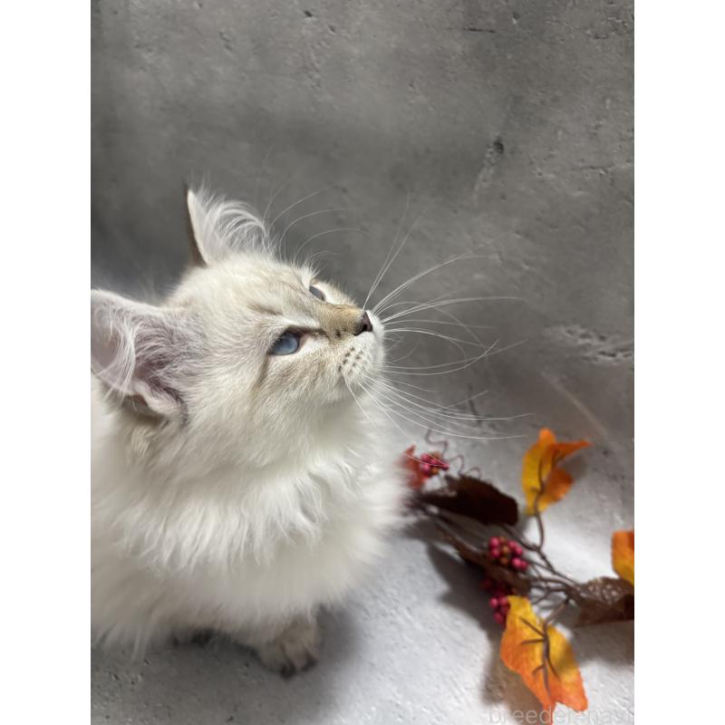 販売中の京都府のサイベリアン-128761の3枚目