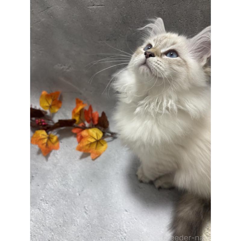 販売中の京都府のサイベリアン-128761の2枚目