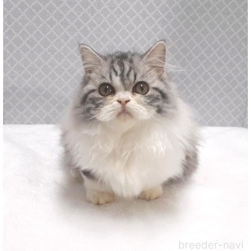 成約済の岐阜県のミヌエット(短足)-128217の2枚目