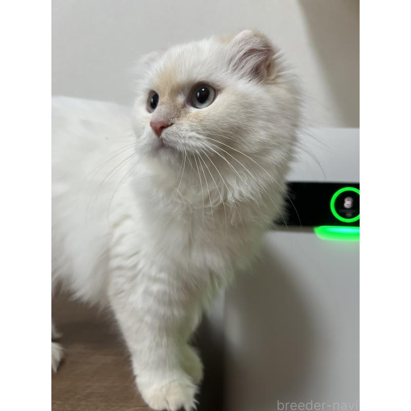 販売中の埼玉県のミヌエット-125479の4枚目