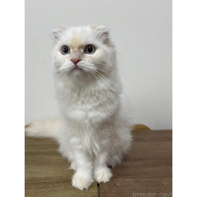 販売中の埼玉県のミヌエット-125479の3枚目