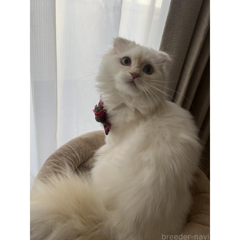 販売中の埼玉県のミヌエット-125479の2枚目