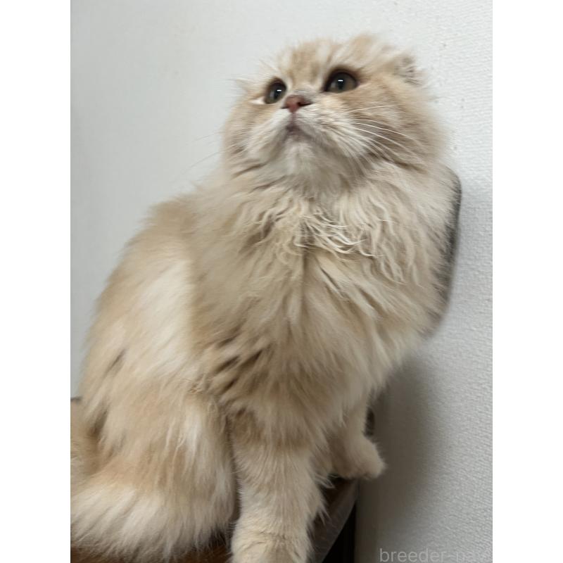 販売中の埼玉県のスコティッシュフォールド(折れ耳)-121065の4枚目