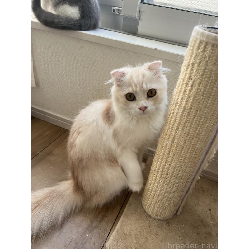 販売中の埼玉県のスコティッシュフォールド(折れ耳)-121065の3枚目