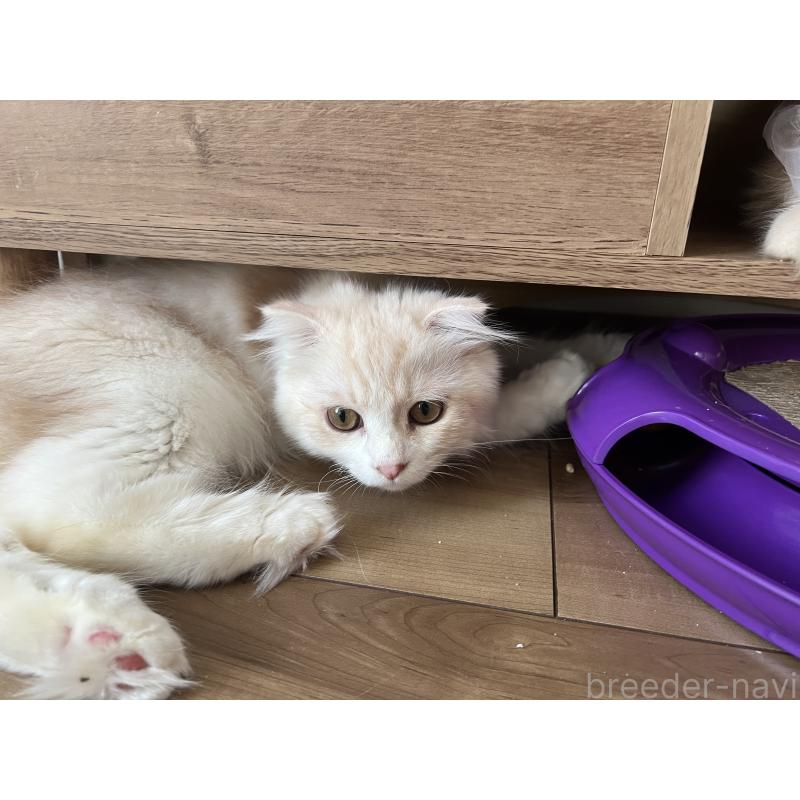 販売中の埼玉県のスコティッシュフォールド(折れ耳)-121065の2枚目