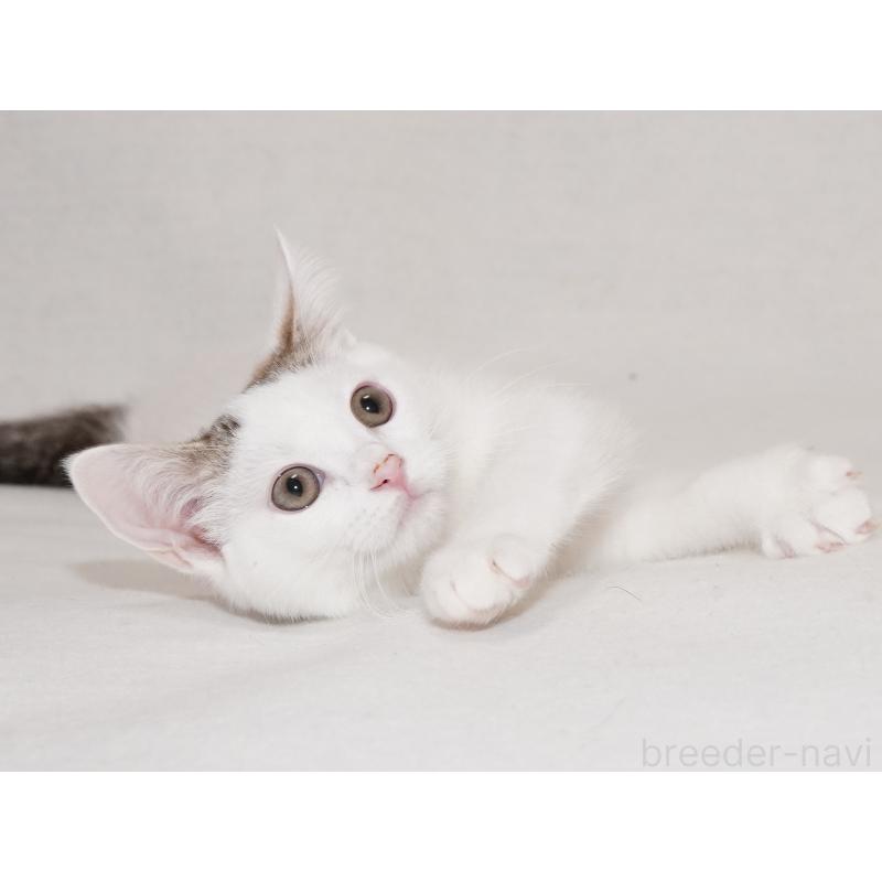 成約済の東京都のマンチカン-129862の3枚目