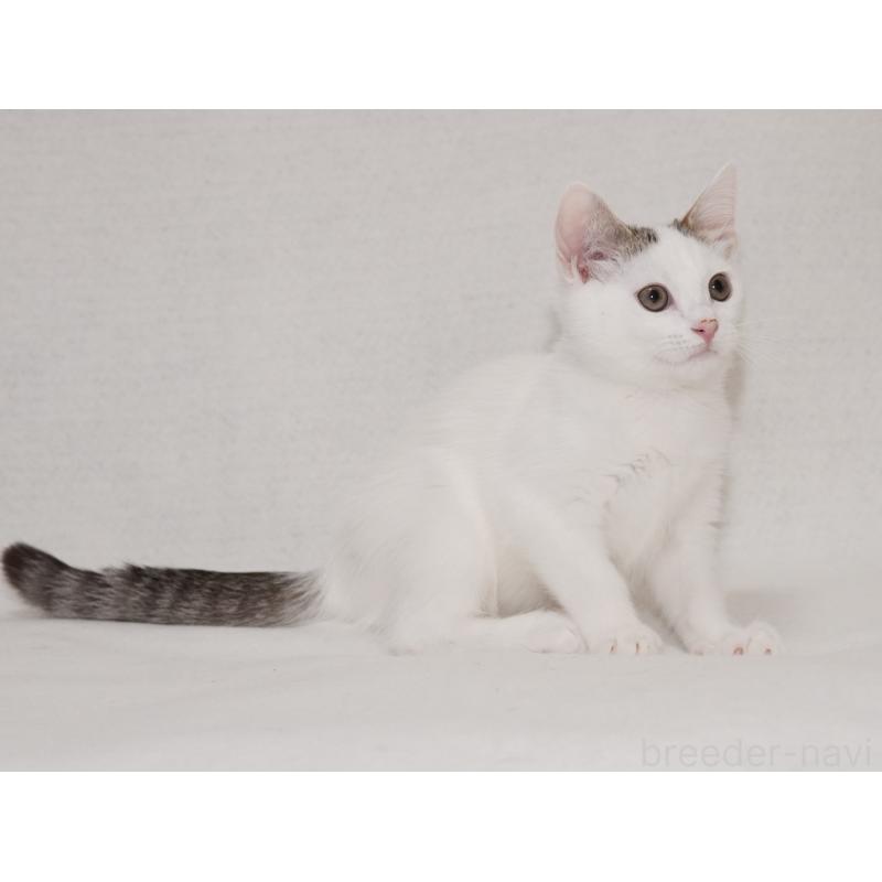 成約済の東京都のマンチカン-129862の2枚目