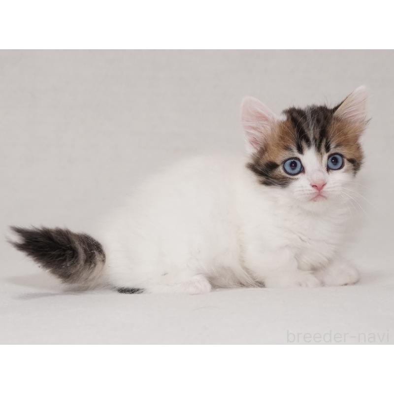 商談中の東京都のマンチカン(短足)-133720の8枚目