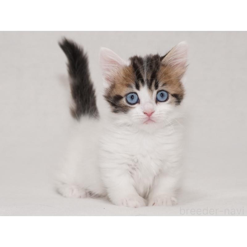 商談中の東京都のマンチカン(短足)-133720の7枚目