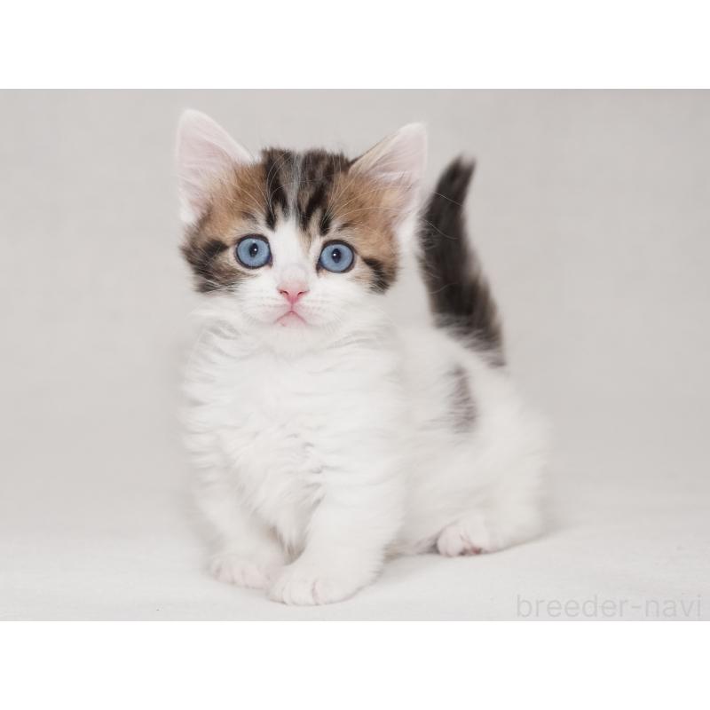 商談中の東京都のマンチカン(短足)-133720の6枚目