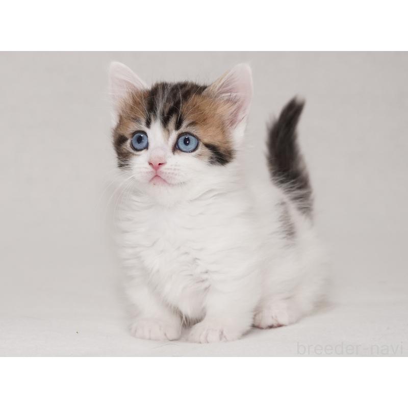 商談中の東京都のマンチカン(短足)-133720の5枚目