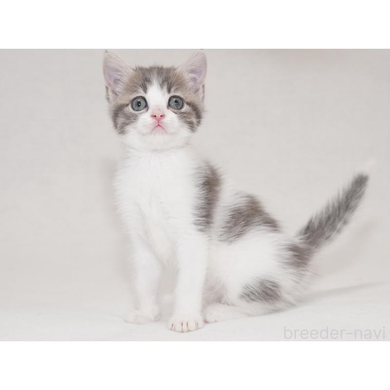 商談中の東京都のマンチカン-133721の8枚目