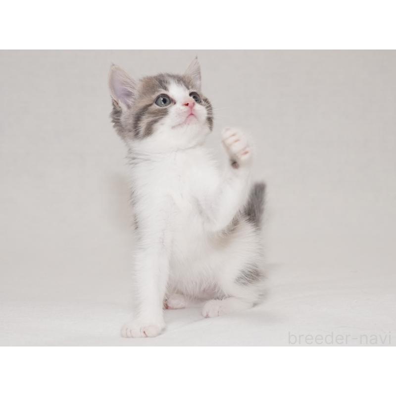 商談中の東京都のマンチカン-133721の7枚目