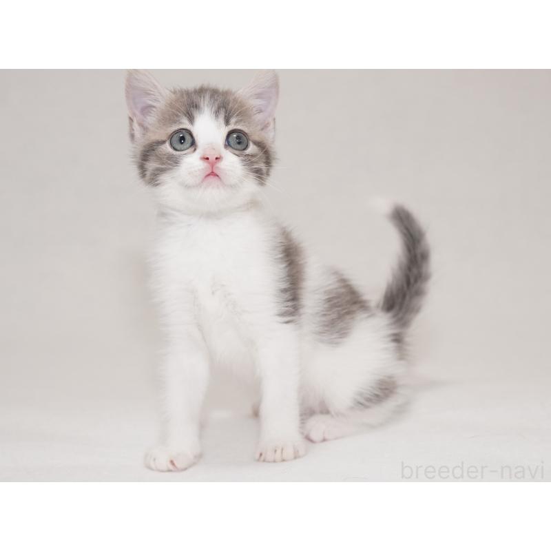 商談中の東京都のマンチカン-133721の6枚目