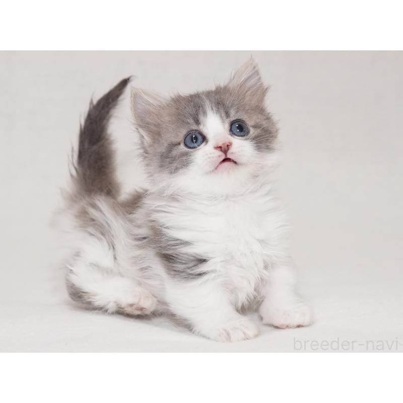 商談中の東京都のマンチカン(短足)-133722の4枚目