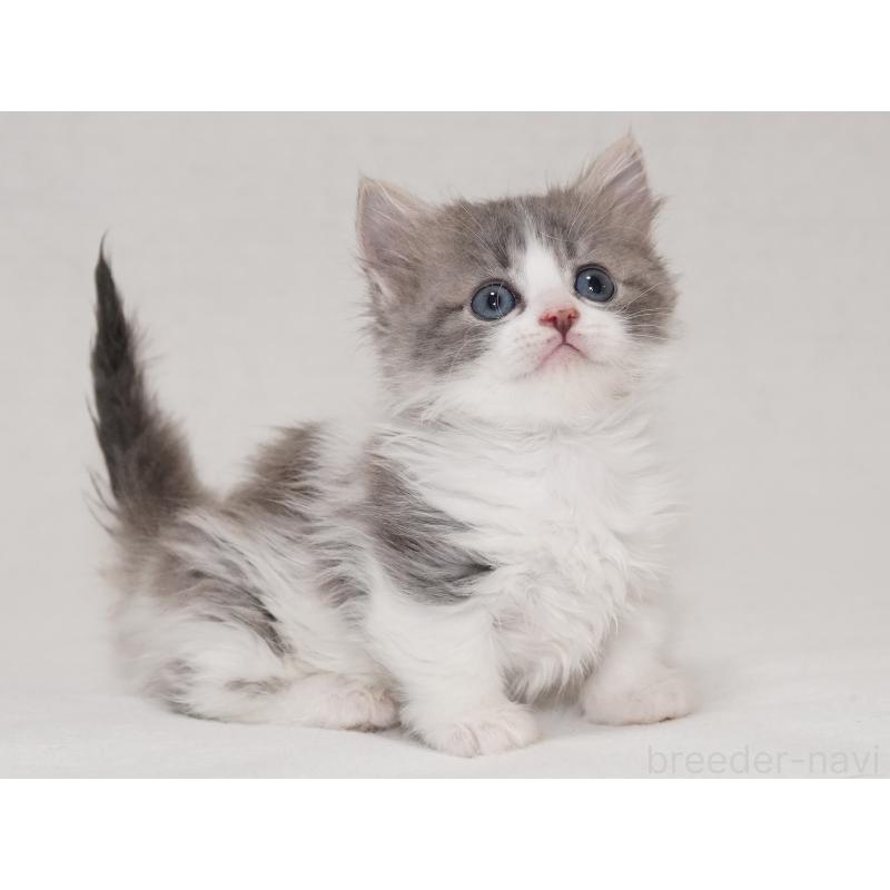 商談中の東京都のマンチカン(短足)-133722の3枚目