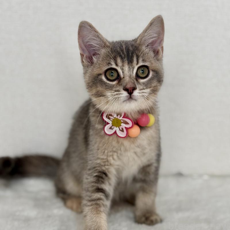 販売中の埼玉県のマンチカン-129007の7枚目