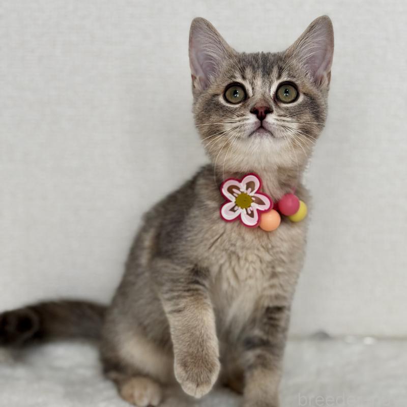 販売中の埼玉県のマンチカン-129007の6枚目