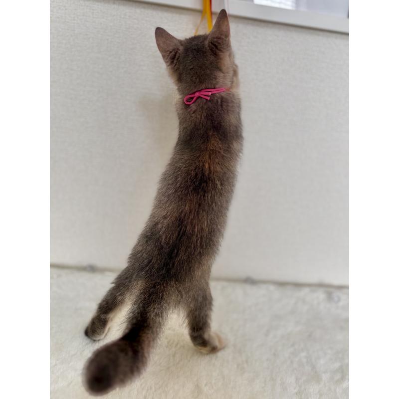 販売中の埼玉県のマンチカン-129007の5枚目