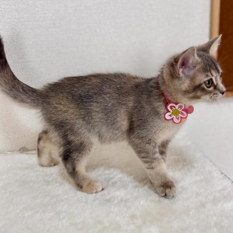 販売中の埼玉県のマンチカン-129007の4枚目