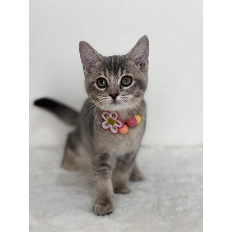 販売中の埼玉県のマンチカン-129007の2枚目