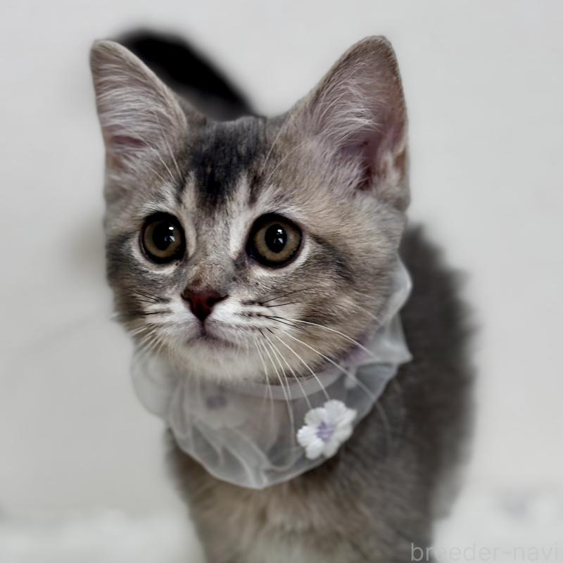 成約済の埼玉県のマンチカン-129005の1枚目