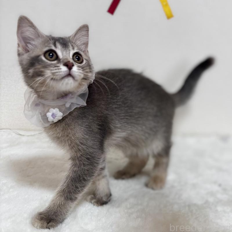 成約済の埼玉県のマンチカン-129005の3枚目