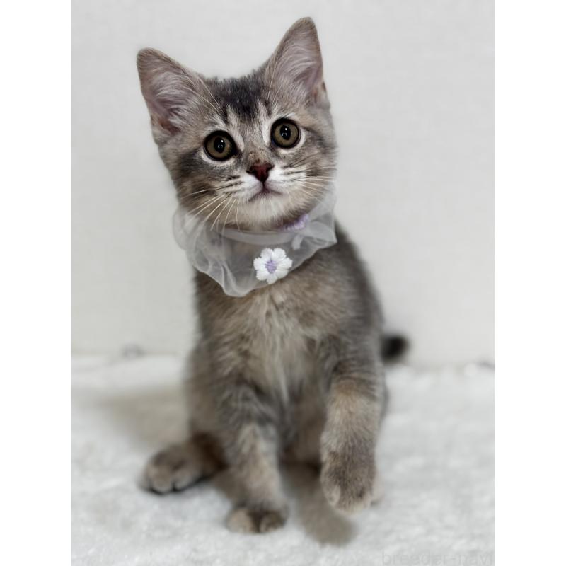 成約済の埼玉県のマンチカン-129005の2枚目