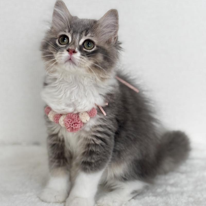 販売中の埼玉県のマンチカン-129006