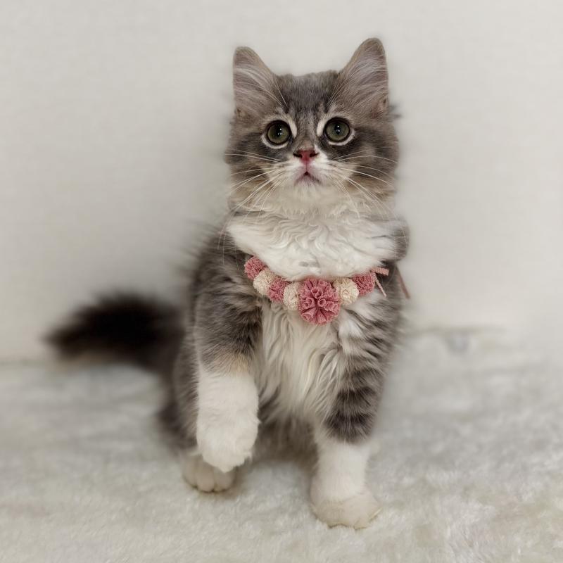 販売中の埼玉県のマンチカン-129006の3枚目