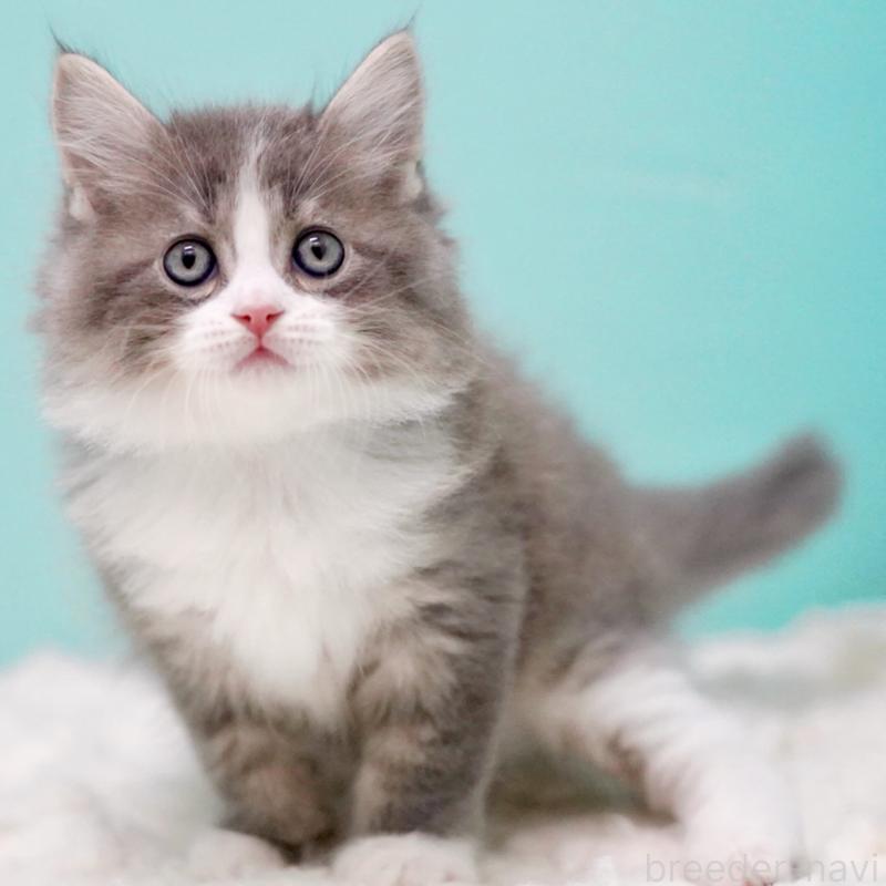 販売中の東京都のサイベリアン-133320