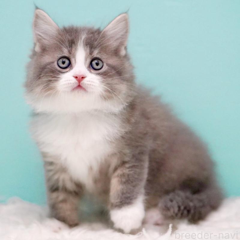 商談中の東京都のサイベリアン-133320の15枚目