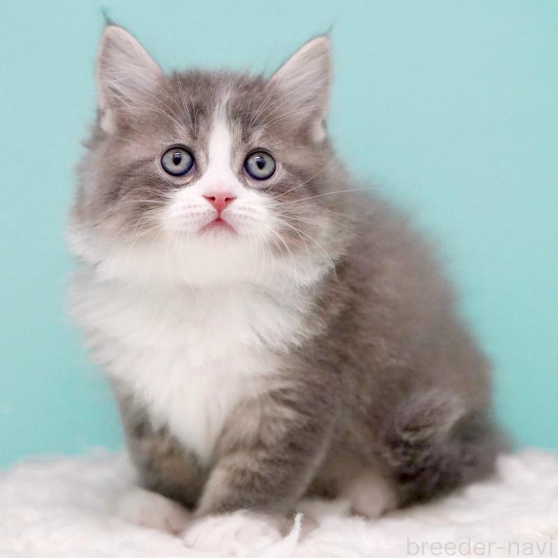 商談中の東京都のサイベリアン-133320の14枚目