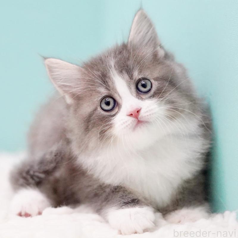 商談中の東京都のサイベリアン-133320の13枚目