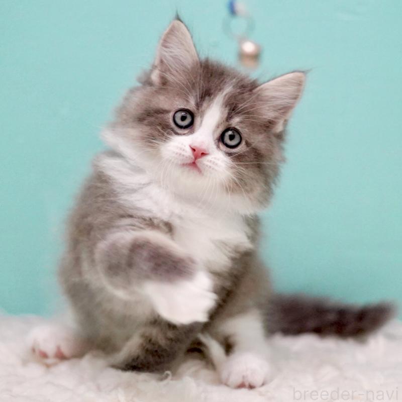 商談中の東京都のサイベリアン-133320の12枚目