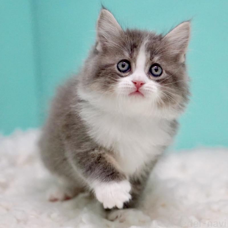 商談中の東京都のサイベリアン-133320の11枚目