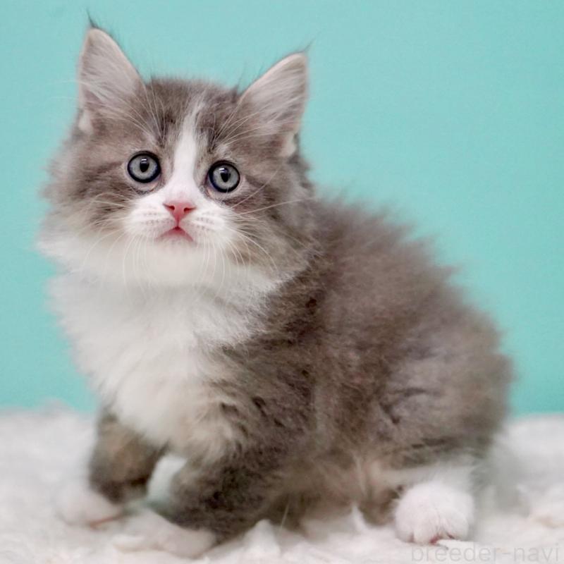 商談中の東京都のサイベリアン-133320の10枚目