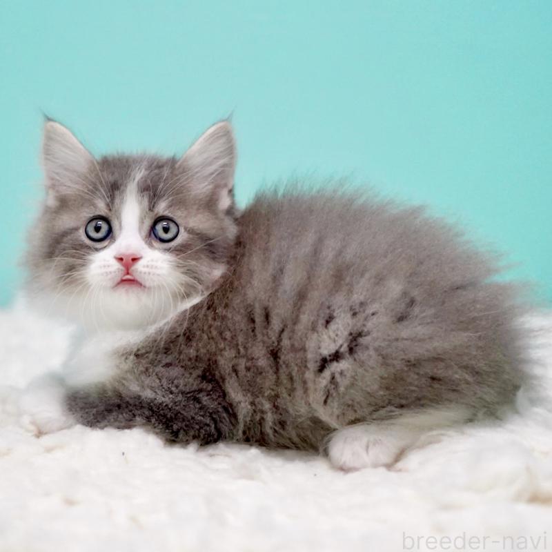 商談中の東京都のサイベリアン-133320の9枚目