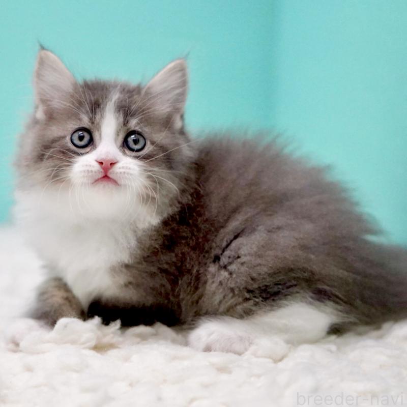 商談中の東京都のサイベリアン-133320の8枚目