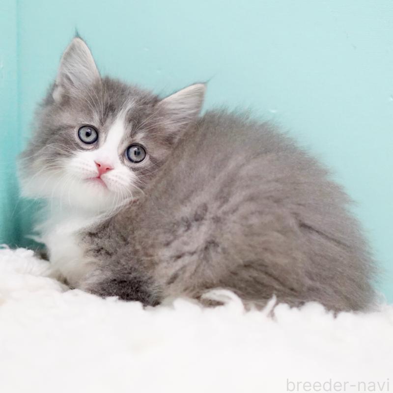 商談中の東京都のサイベリアン-133320の6枚目