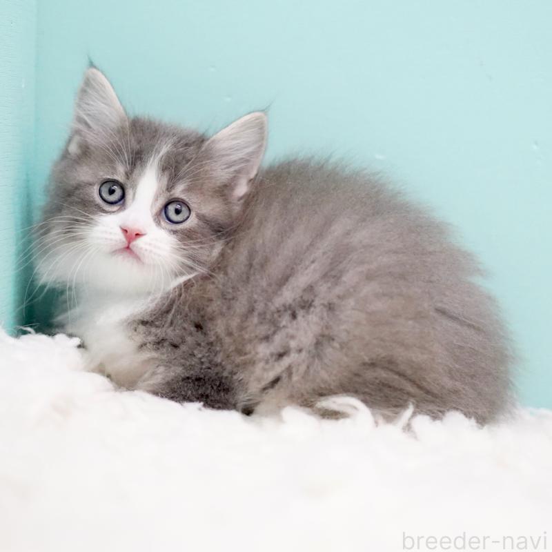 商談中の東京都のサイベリアン-133320の5枚目