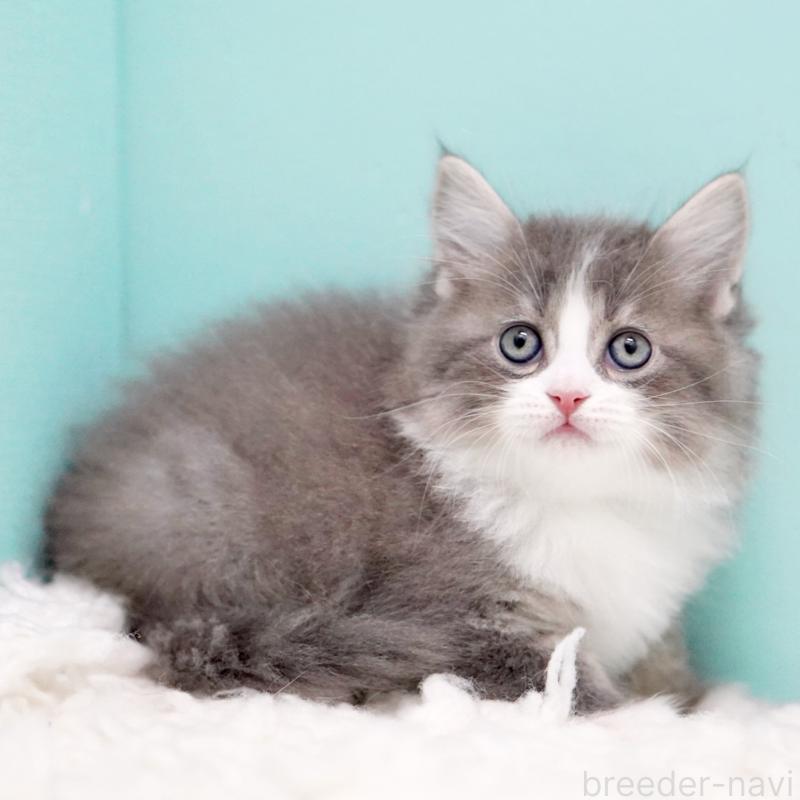 商談中の東京都のサイベリアン-133320の4枚目