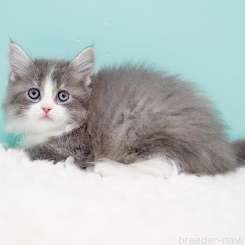 商談中の東京都のサイベリアン-133320の3枚目