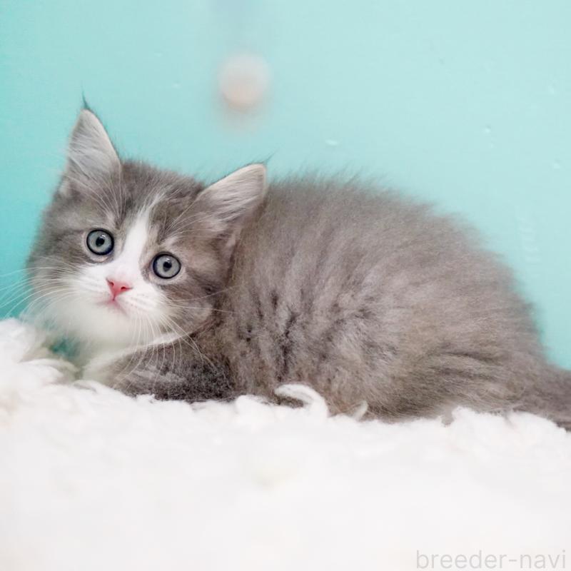 商談中の東京都のサイベリアン-133320の2枚目