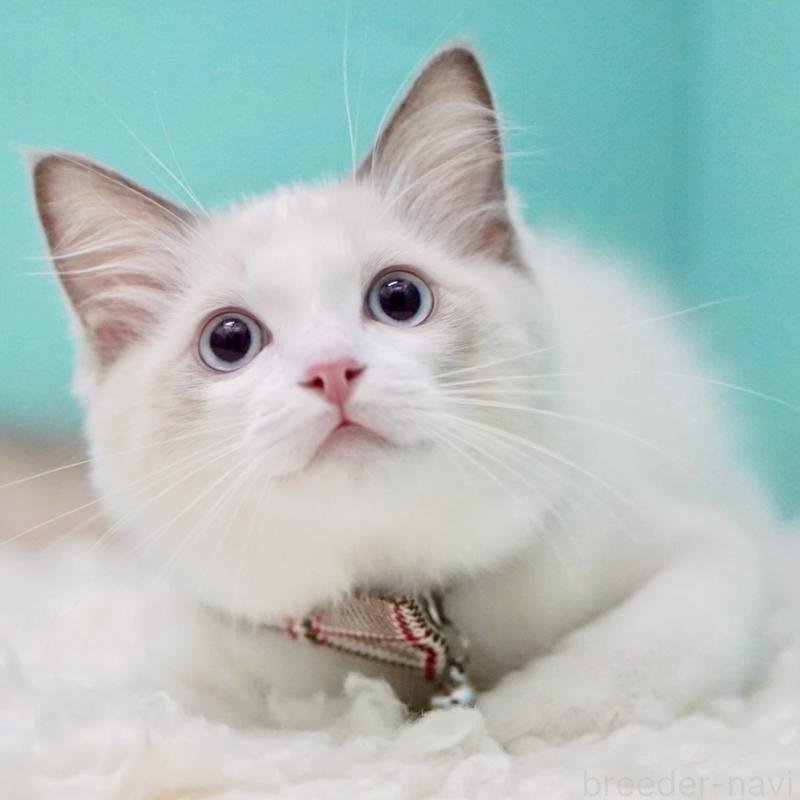 販売中の東京都のラグドール-129631の1枚目