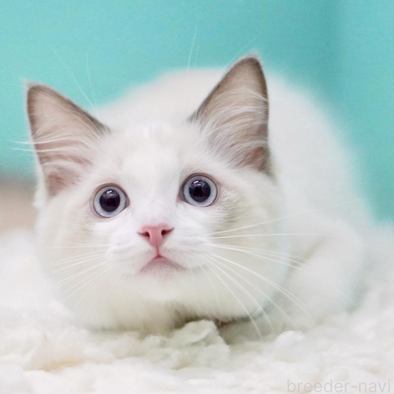 販売中の東京都のラグドール-129631の15枚目